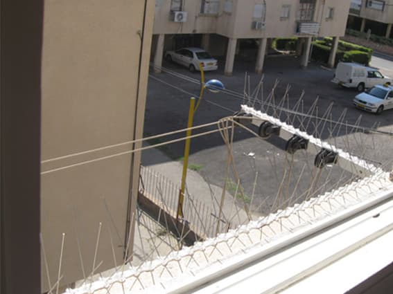 הרחקת יונים בהרצליה