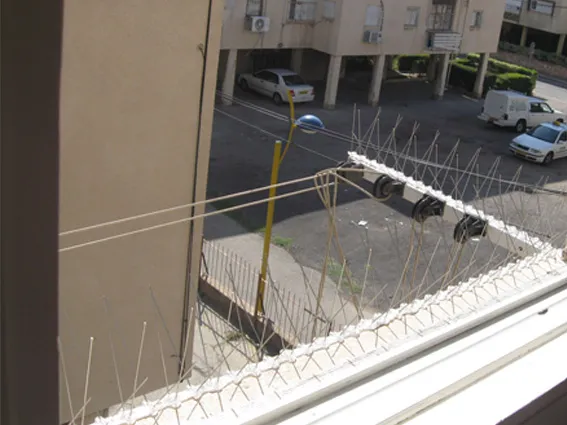 הרחקת יונים בהרצליה