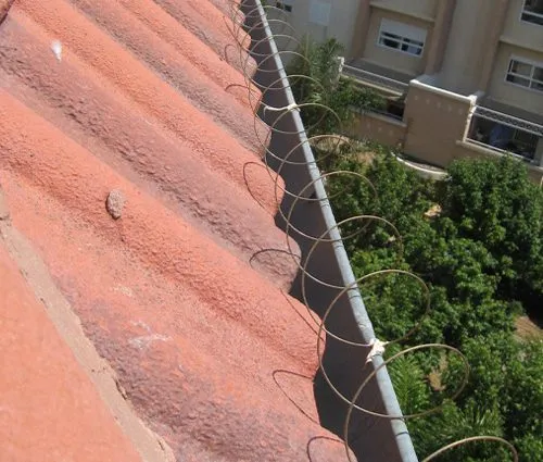 הרחקת יונים ברמת גן