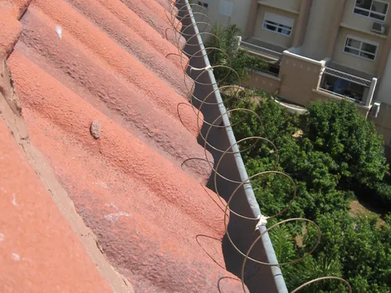 הרחקת יונים ברמת גן