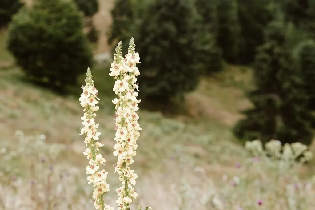 רשת לחלון מחיר