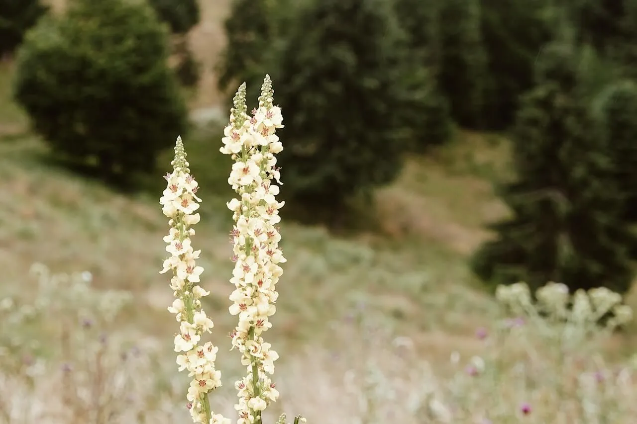 רשת לחלון מחיר
