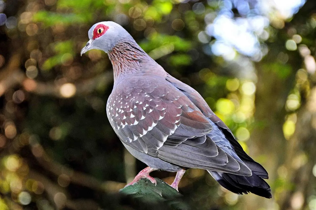 רשת יונים מקצועית להרחקת יונים
