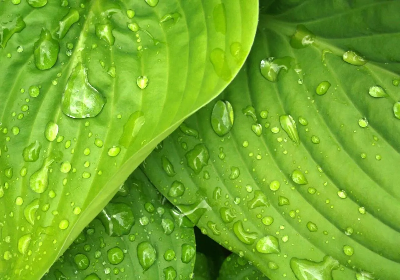 רשתות לחלונות השוואת מחירים