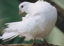 הרחקת יונים בנס ציונה