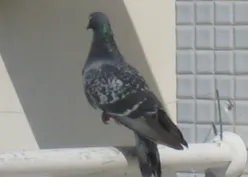 יונים ורק יונים